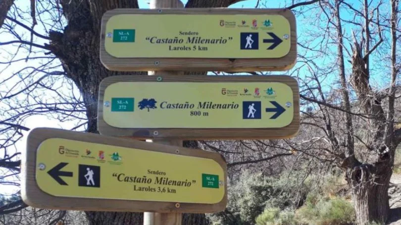 ruta castaño milenario laroles