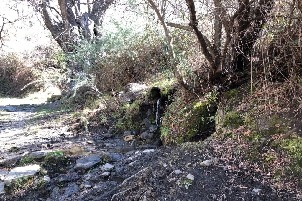 Bosque Tello